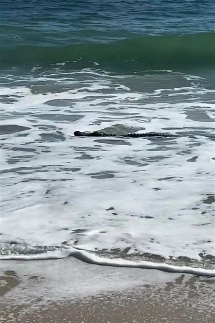 
10-Ft. Alligator Spotted on a Florida Beach 