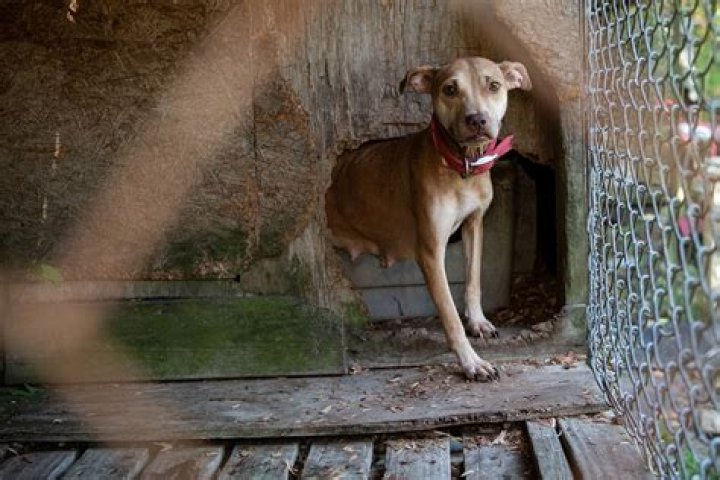 
305 Dogs Rescued, 20 Arrested in Largest Dogfighting Raid in South Carolina History 