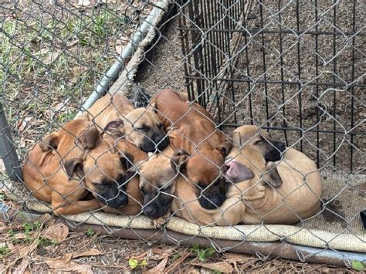 
305 dogs rescued, 20 people arrested in dogfighting raids in South Carolina 