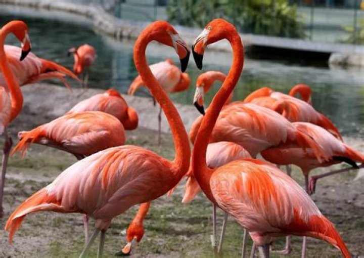 Are Flamingos Intelligent? – Celebrity