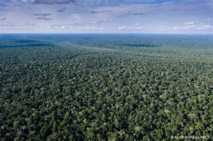 Ashley Judd Suffers Horrible Fall In Congolese Jungle