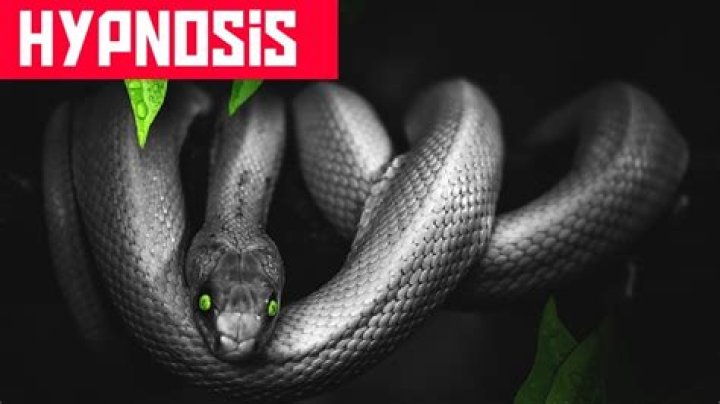 Can snakes hypnotize? – Celebrity