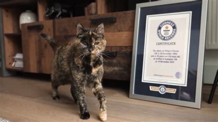 
Flossie, 26, Named World’s Oldest Cat by Guinness Book of Records 