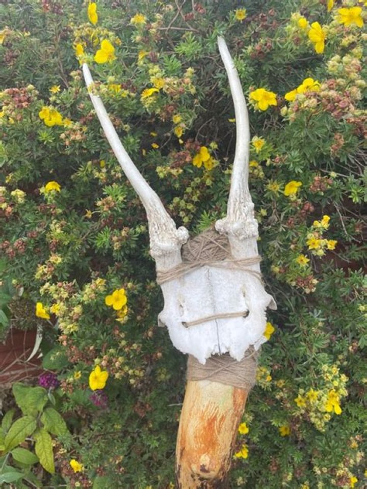 Dr. Gerald Flatt, DO – Antlers, OK