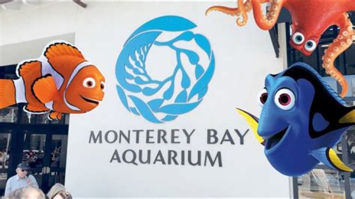 Is Finding Dory based on Monterey Bay Aquarium? – Celebrity