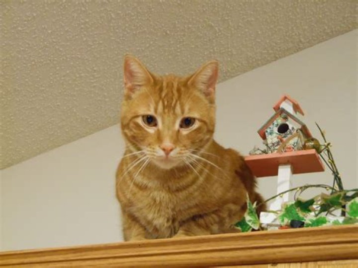 Is Pete a cat or a dog? – Celebrity