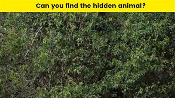 Is There A Hidden Animal On Every Jeep? – Celebrity