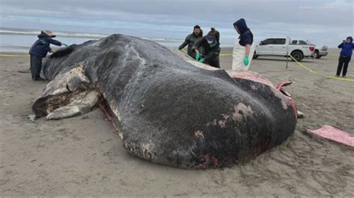 
Jersey Shore’s 7th Dead Whale “Terrible News on Top of Bad News” 