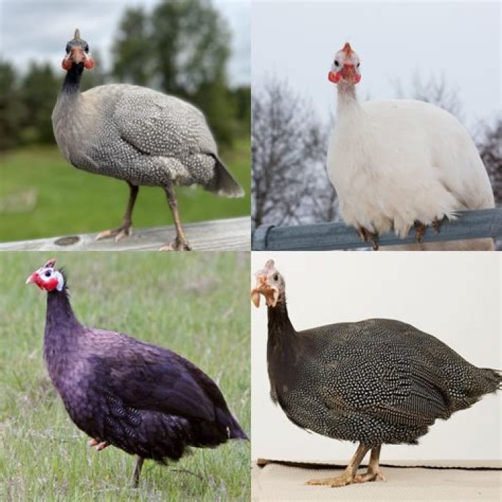 
Oga Sabinus Under Fire Over Skit Of Stealing Fowl In The UK 
