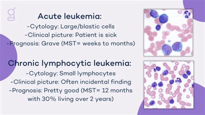 
Seven Network’s Bruce McAvaney Illness: An Update On His Chronic Lymphocytic Leukemia And Health 