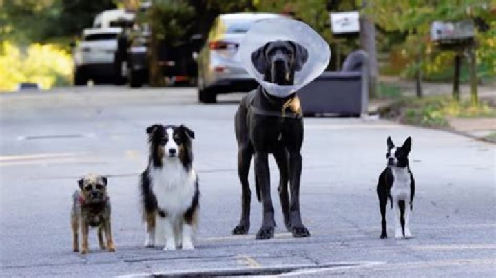 ‘Strays’ voice cast and characters: Will Ferrell, Jamie Foxx, and more