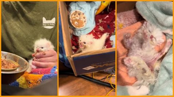 ‘Tater Tot has been reborn’: The world’s new favorite skrunkly cat makes a stunningly adorable premiere