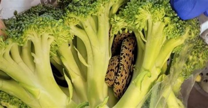 UK man finds ‘frightening’ snake in broccoli be bought from market (PHOTOS)