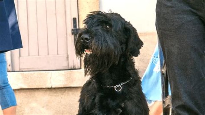 What breed of dog is Tank, the dog on ‘FBI: International’?