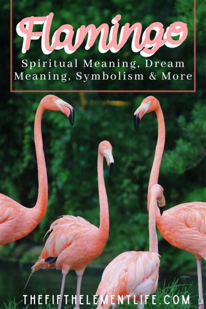 What Does A Flamingo Represent Spiritually? – Celebrity
