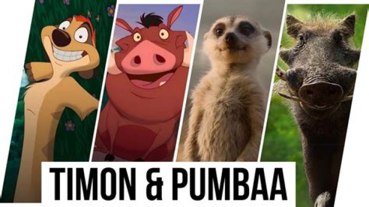 What does Pumbaa mean in English? – Celebrity
