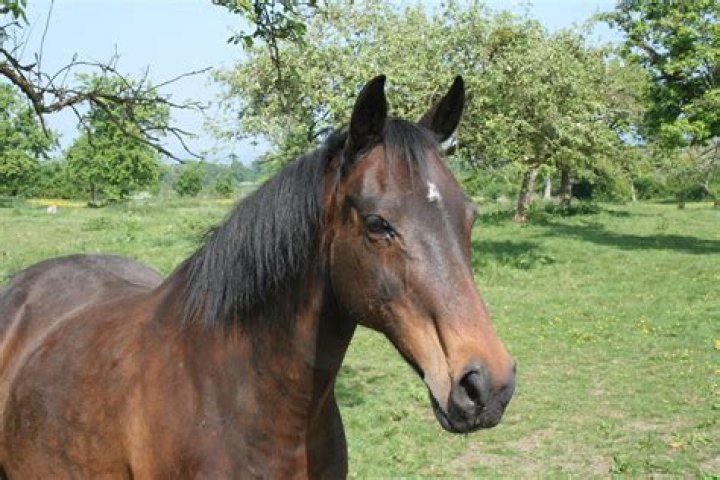 What Happened To Big Hoss On Pawn Stars? – Celebrity