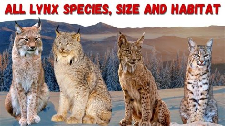 
What is Lynx Owl? Photo of creature goes viral on social media 