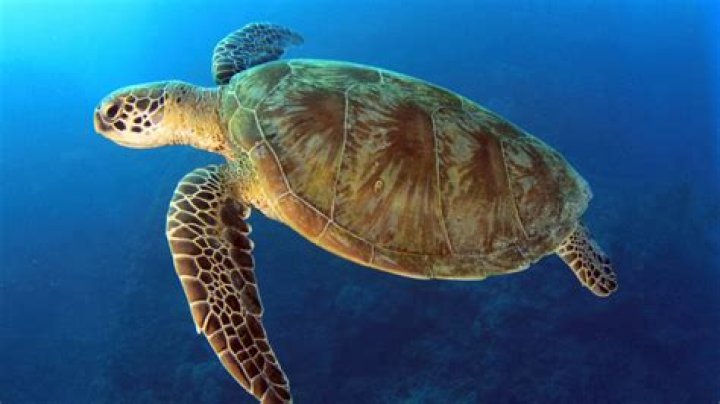 What type of sea turtle is Crush and Squirt hint they are herbivores? – Celebrity