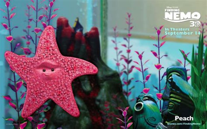 What type of starfish is Peach in Finding Nemo? – Celebrity