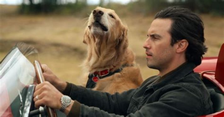 What’s the movie where the dog dies? – Celebrity