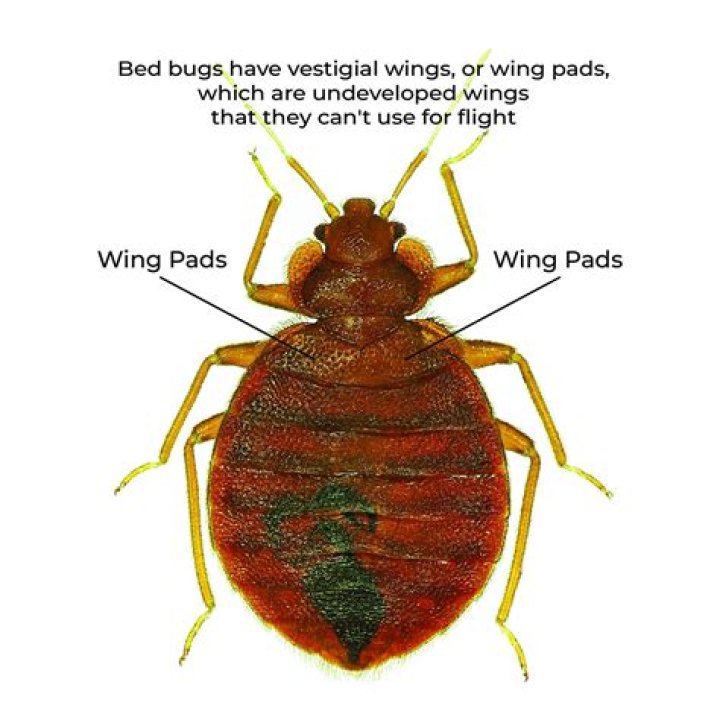 Why can’t June bugs fly right? – Celebrity