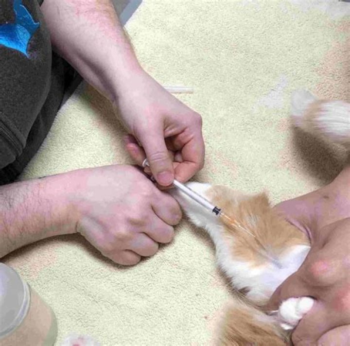 
Why did Olympe want to get euthanized? YouTuber’s doctor sheds light on Belgium’s “death ward” 