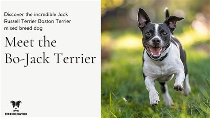 Why is Jack’s dog’s name Zero? – Celebrity