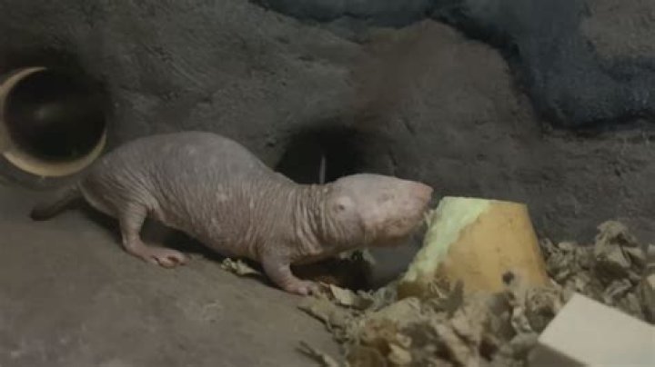 Why was Rufus a naked mole-rat? – Celebrity